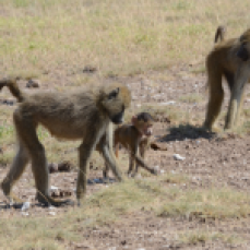 Although the baboons appear to be fighting, they are only playing and socializing!