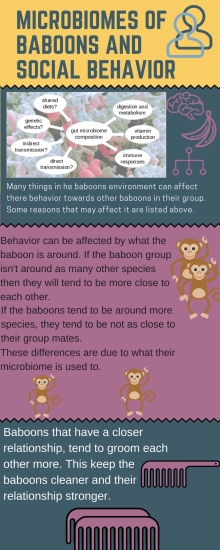 Microbiomes of Baboons and Social behavior