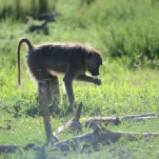 Here we see a baboon searching for food, probably insects, in the dirt