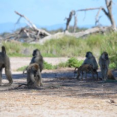 Young baboons and their parents are enjoying the sunny day in Kenya.